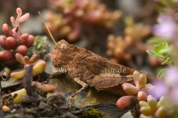 Fokus-Natur Bild