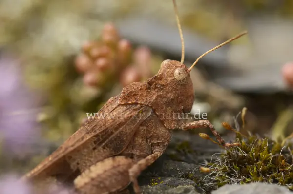 Fokus-Natur Bild