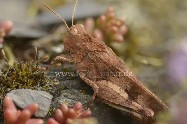 Fokus-Natur Bild