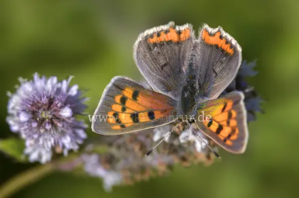Fokus-Natur Bild