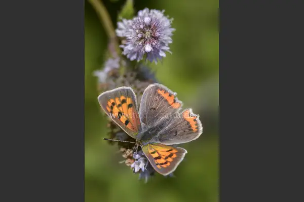 Fokus-Natur Bild