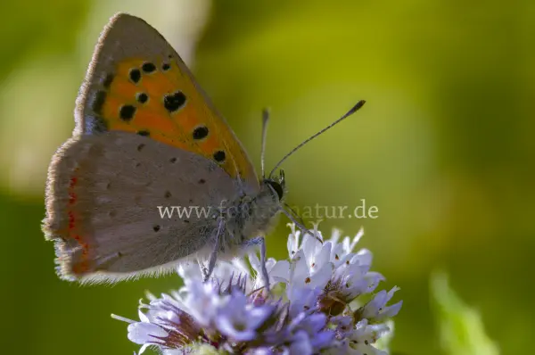 Fokus-Natur Bild