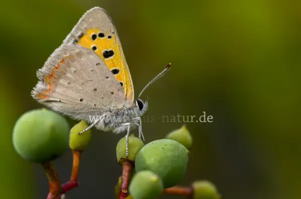 Fokus-Natur Bild