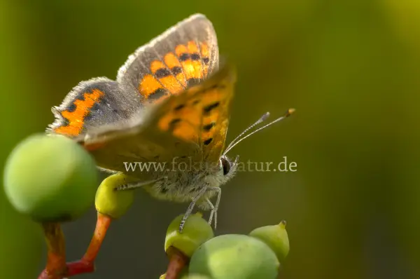 Fokus-Natur Bild