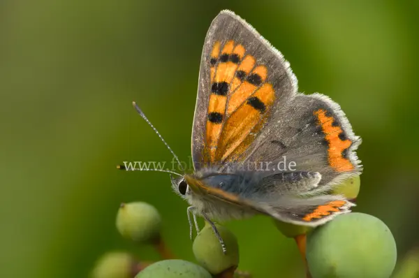 Fokus-Natur Bild