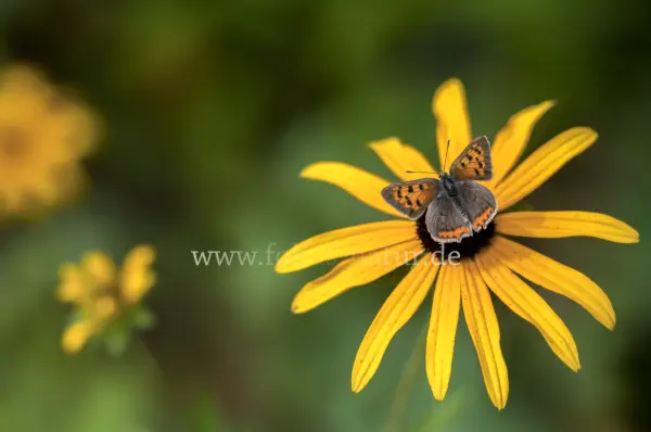 Fokus-Natur Bild