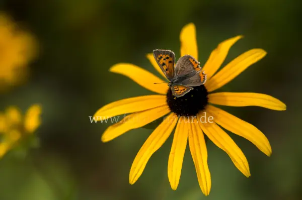 Fokus-Natur Bild