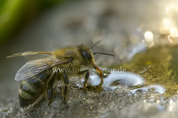 Fokus-Natur Bild