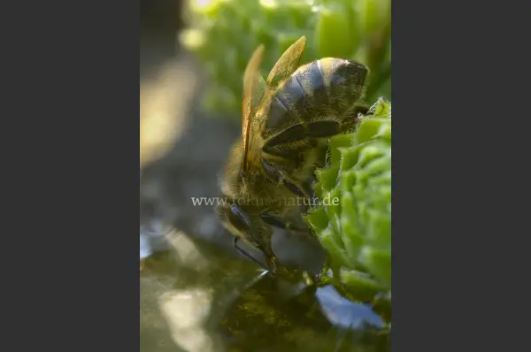 Fokus-Natur Bild
