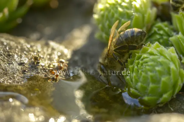 Fokus-Natur Bild
