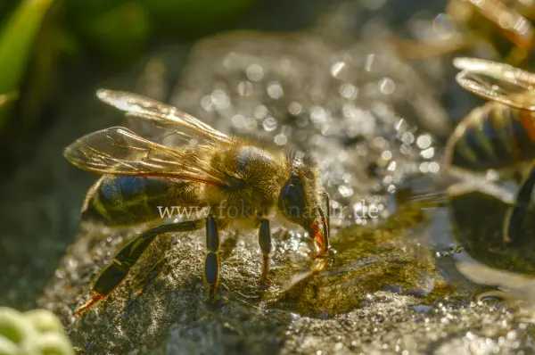 Fokus-Natur Bild