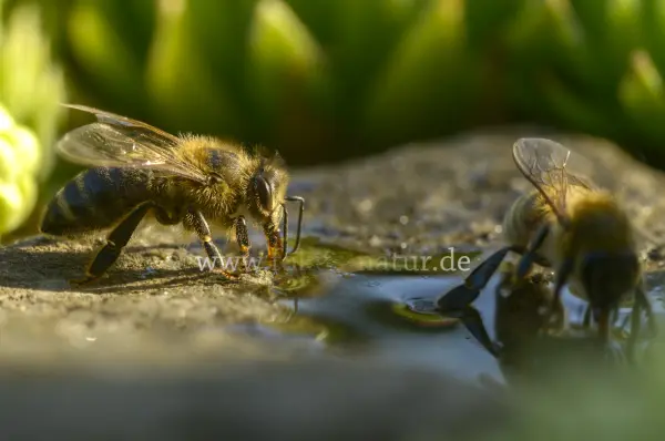 Fokus-Natur Bild