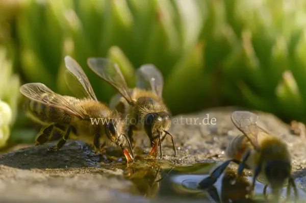 Fokus-Natur Bild