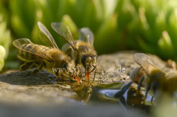 Fokus-Natur Bild