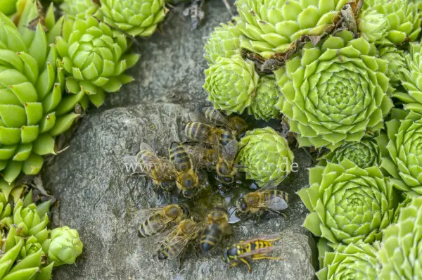 Fokus-Natur Bild