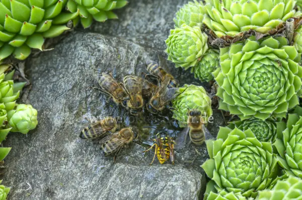 Fokus-Natur Bild