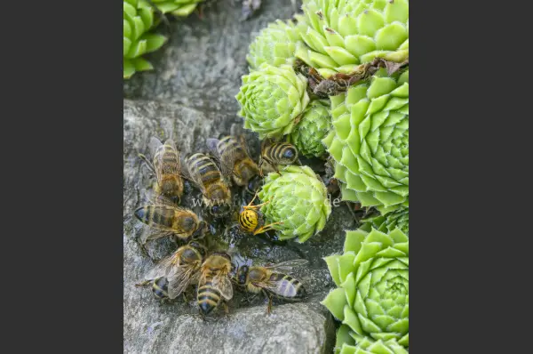 Fokus-Natur Bild