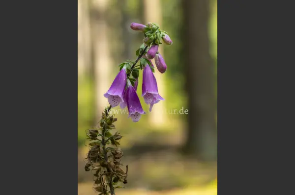 Fokus-Natur Bild