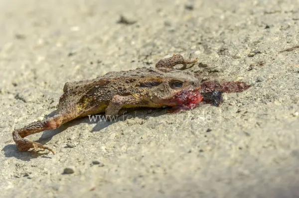 Fokus-Natur Bild