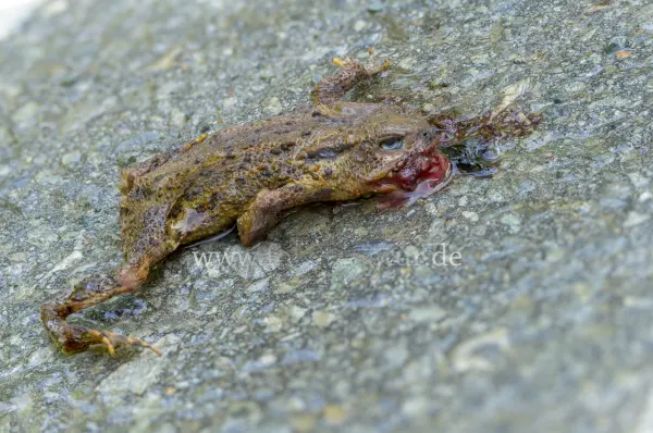 Fokus-Natur Bild