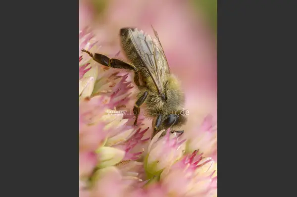 Fokus-Natur Bild