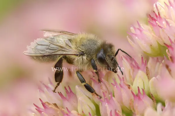 Fokus-Natur Bild