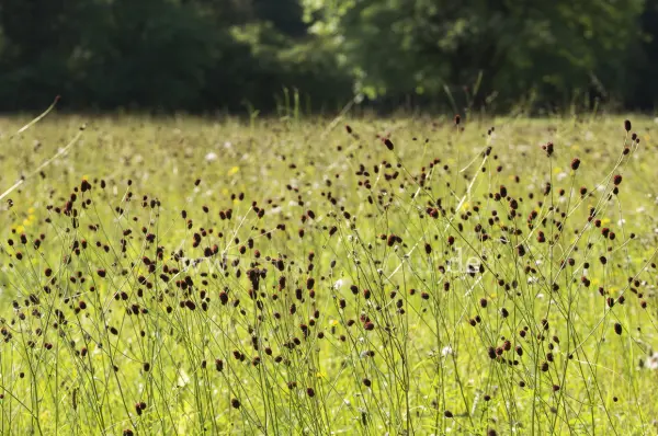 Fokus-Natur Bild
