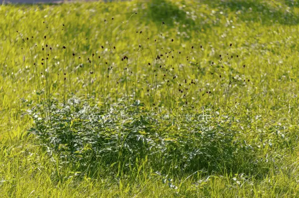 Fokus-Natur Bild
