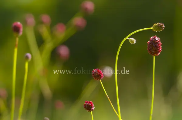 Fokus-Natur Bild