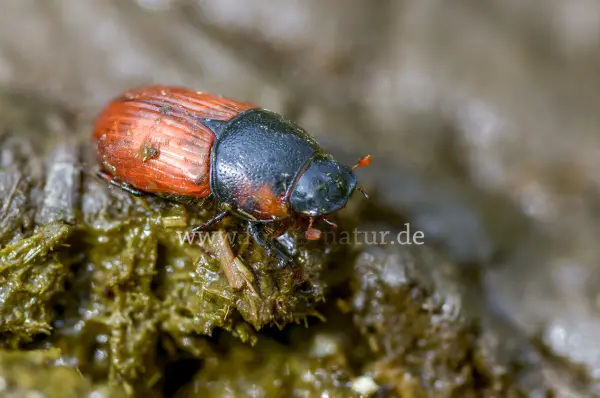 Fokus-Natur Bild