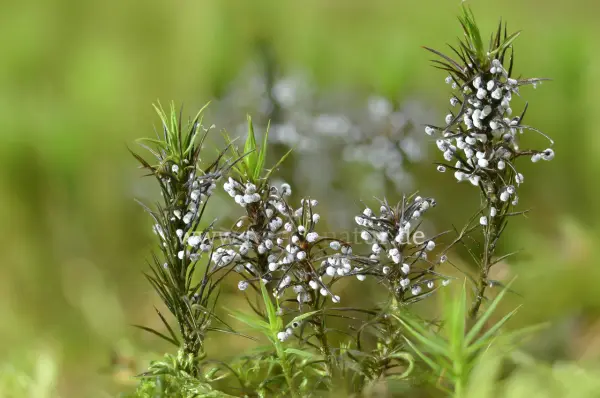 Fokus-Natur Bild