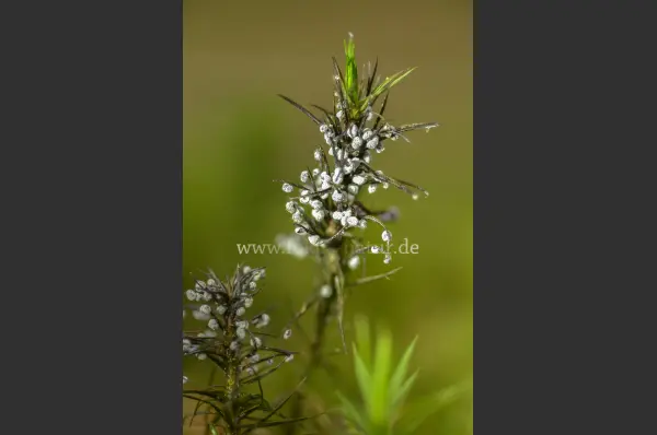 Fokus-Natur Bild