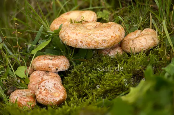 Fokus-Natur Bild