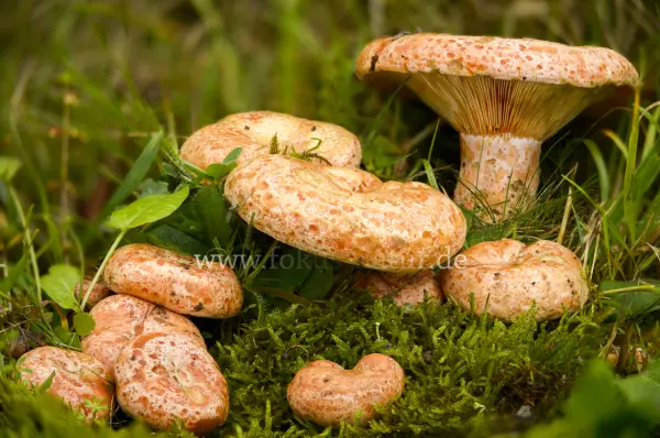 Fokus-Natur Bild