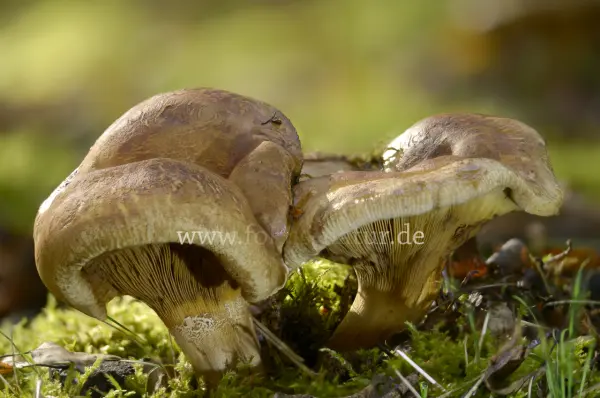 Fokus-Natur Bild