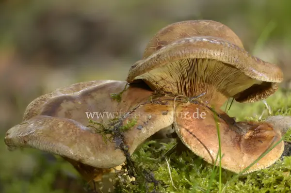 Fokus-Natur Bild