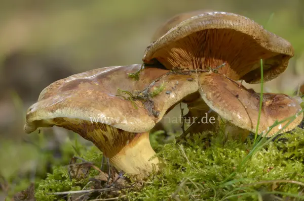 Fokus-Natur Bild