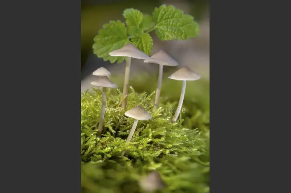 Fokus-Natur Bild