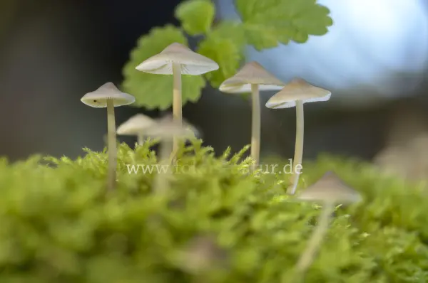 Fokus-Natur Bild