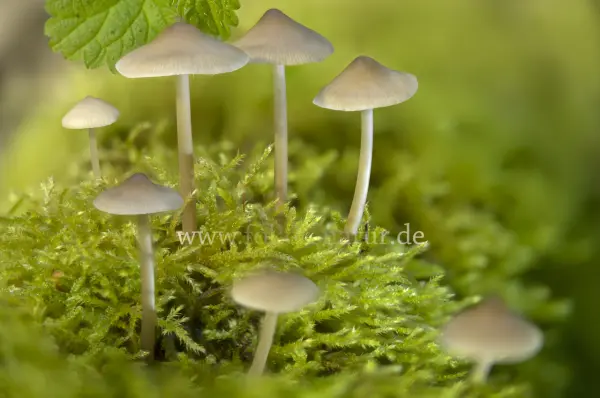 Fokus-Natur Bild