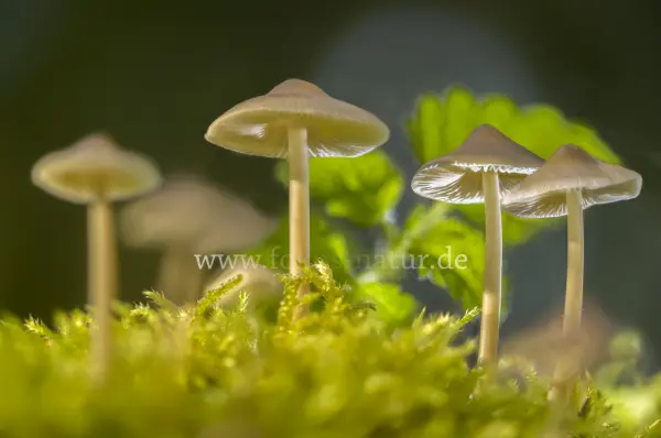 Fokus-Natur Bild