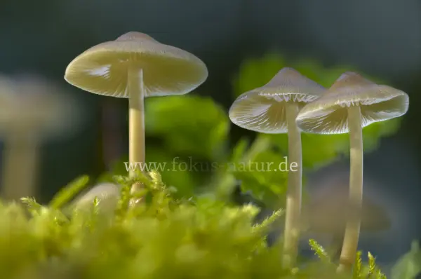 Fokus-Natur Bild