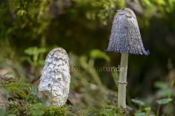 Fokus-Natur Bild