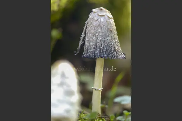 Fokus-Natur Bild