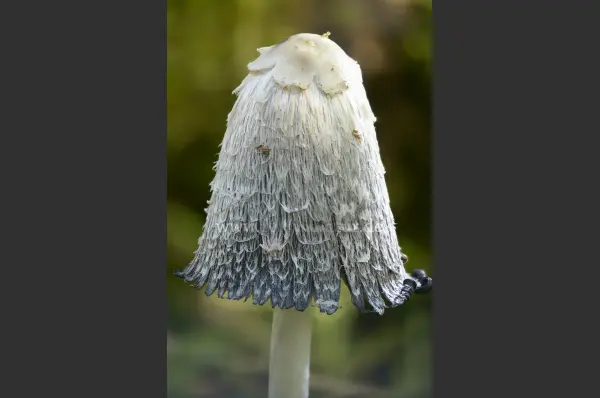 Fokus-Natur Bild