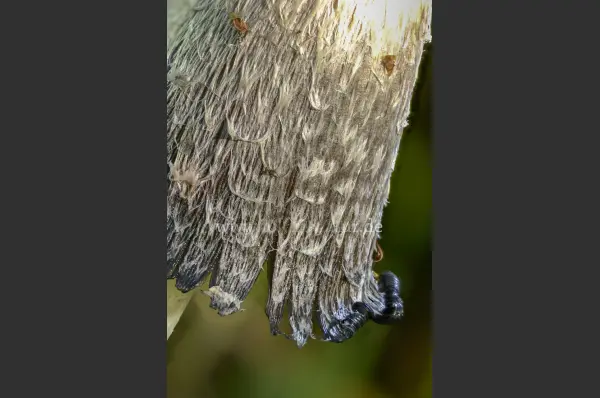 Fokus-Natur Bild