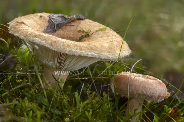 Fokus-Natur Bild