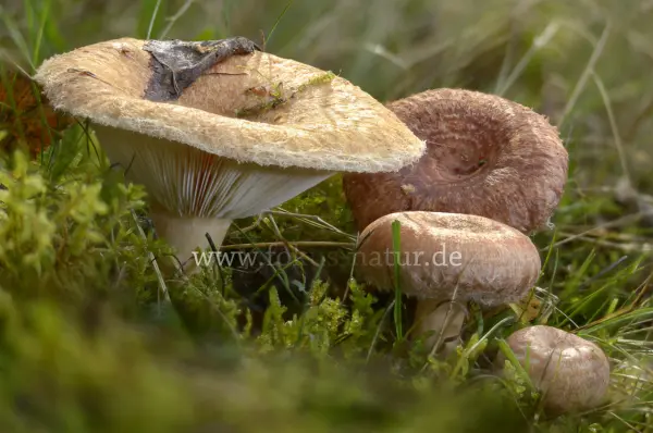 Fokus-Natur Bild