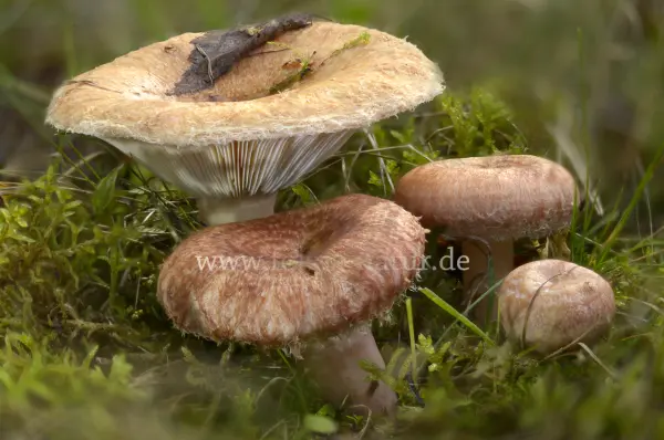 Fokus-Natur Bild