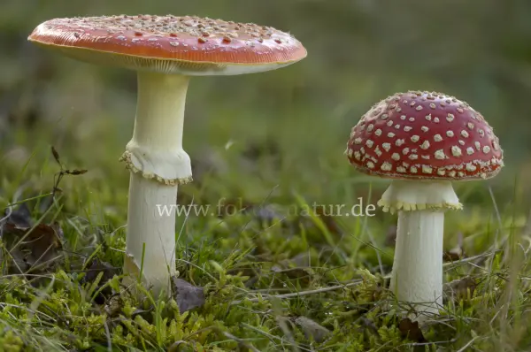 Fokus-Natur Bild